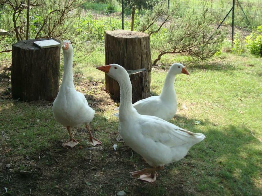 Agriturismo Podere Molino Peccioli المظهر الخارجي الصورة